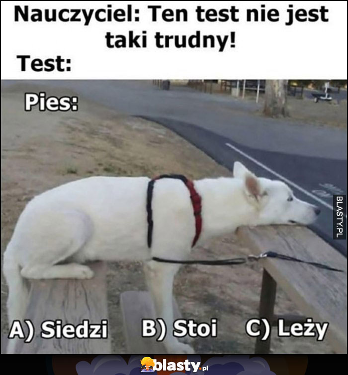 Nauczyciel: ten test nie jest taki trudny, test: pies siedzi, stoi czy leży