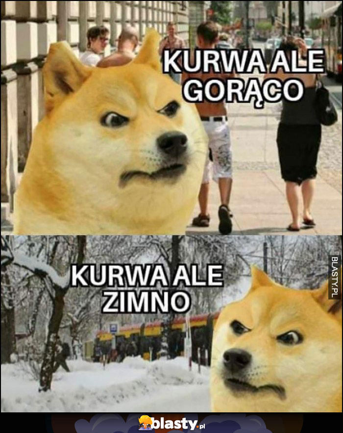 Pies pieseł doge lato ale gorąco zima ale zimno