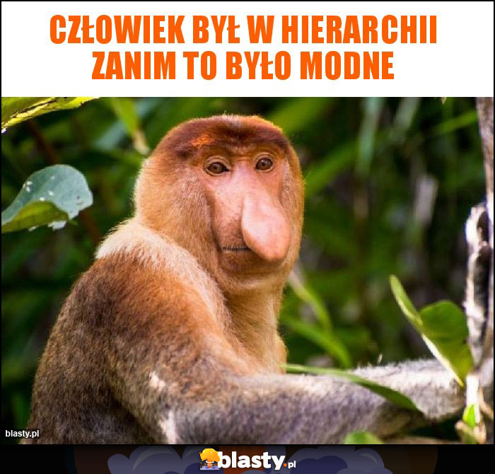 Człowiek był w hierarchii zanim to było modne Człowiek był w hierarchii zanim to było modne