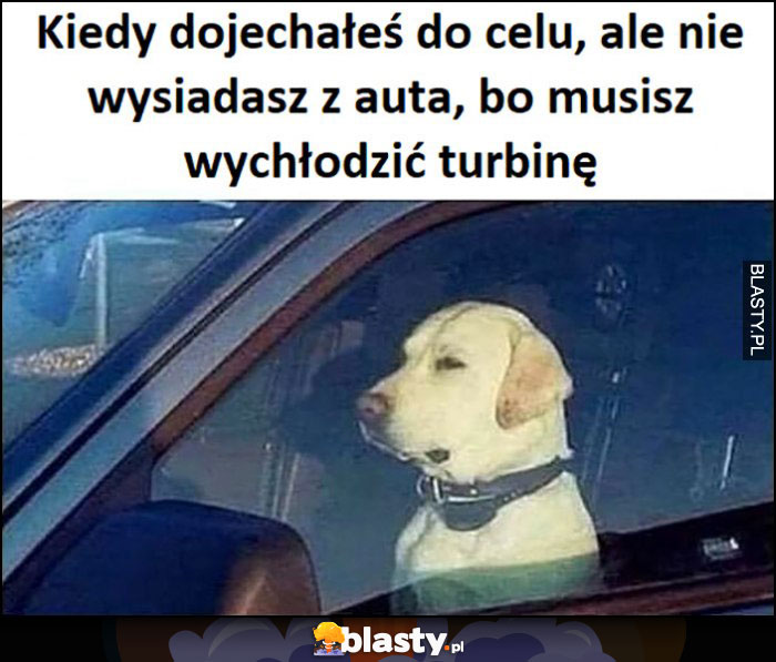 Pies kiedy dojechałeś do celu, ale nie wysiadasz z auta bo musisz wychłodzić turbinę