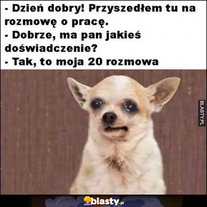 Pies piesek przyszedłem na rozmowe o pracę, ma pan jakieś doświadczenie? Tak, to moja 20. rozmowa