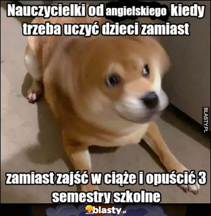 Pies pieseł nauczycielki angielskiego kiedy trzeba uczyć dzieci zamiast zajść w ciążę i opuścić 3 semestry szkolne