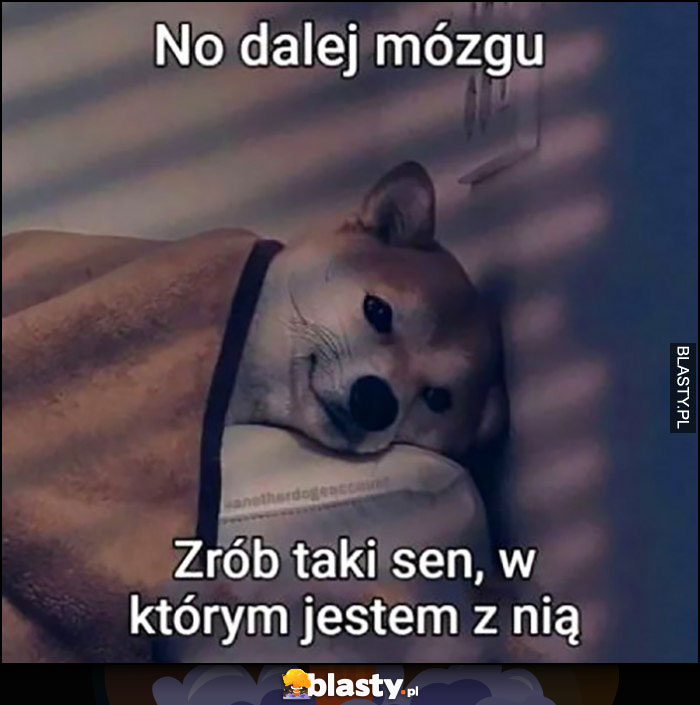 Pies pieseł no dalej mózgu zrób taki sen, w którym jestem z nią Pies pieseł no dalej mózgu zrób taki sen, w którym jestem z nią