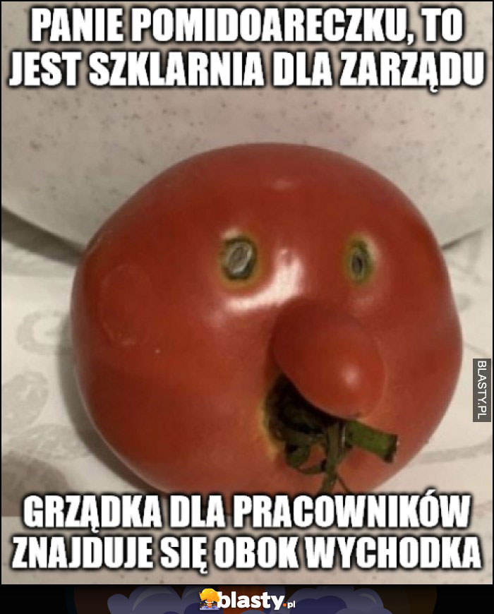 Pomidor Janusz Alfa: panie pomidoareczku to jest szklarnia dla zarządu, grządka dla pracowników znajduje się obok wychodka