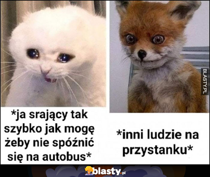 Kot ja srający tak szybko jak mogę żeby nie spóźnić się na autobus vs inni ludzie na przystanku