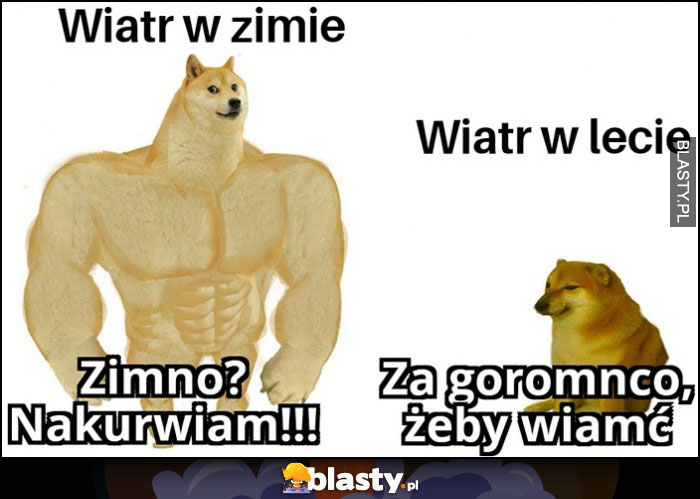 Wiatr w zimie: zimno? wieję! vs wiatr w lecie: za gorąco żeby wiać pies pieseł doge