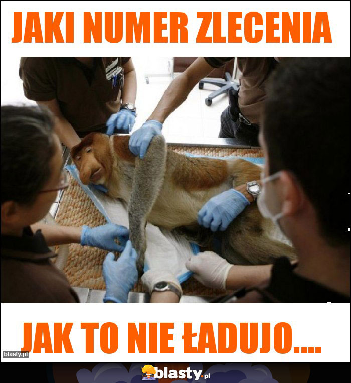 Jaki numer zlecenia Jaki numer zlecenia