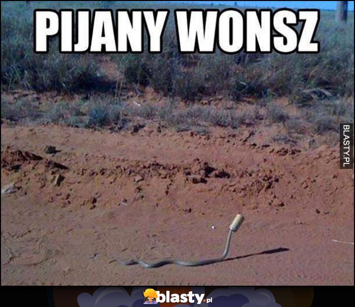 Pijany wonsz wąż z puszką na głowie