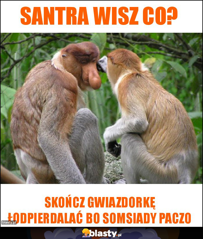 Santra wisz co? Santra wisz co?