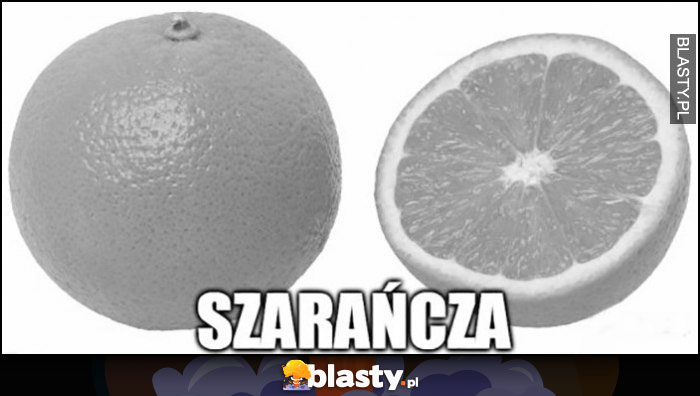 Szarańcza szara pomarańcza dosłownie