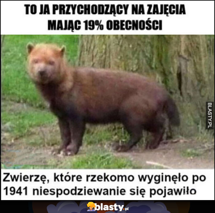 To ja przychodzący na zajęcia mając 19% obecności, zwierzę które rzekomo wyginęło po 1941 niespodziewanie się pojawiło