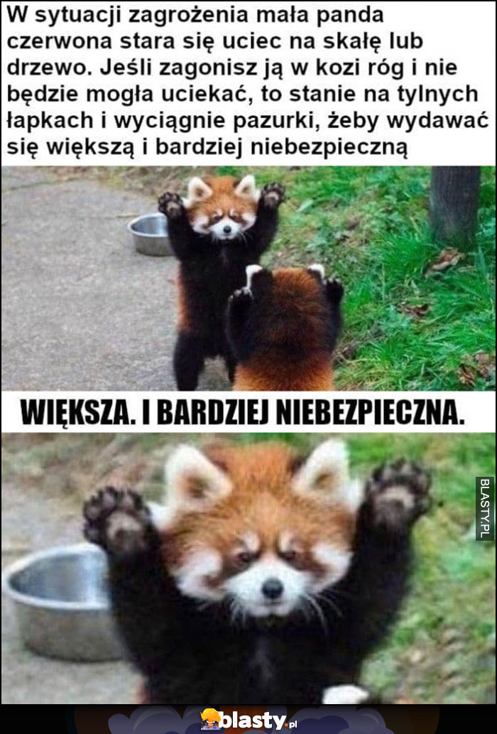 W sytuacji zagrożenia mała panda czerwona stara się wydawać większą i bardziej niebezpieczną słodziak