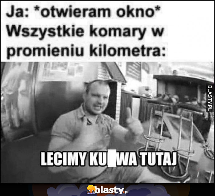 Ja: otwieram okno, wszystkie komary w promieniu kilometra: lecimy kurna tutaj Bonus BGC