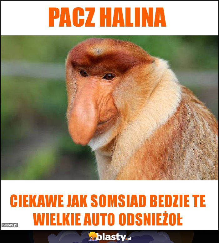 Pacz halina Pacz halina