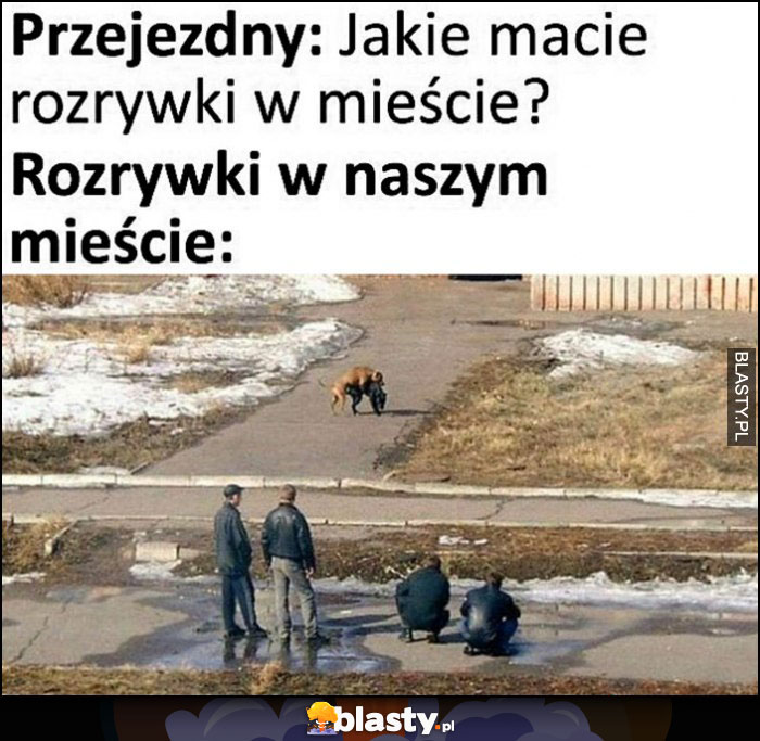 Przejezdny: jakie macie rozrywki w mieście? Tymczasem rozrywki w naszym mieście: dwa spółkujące psy