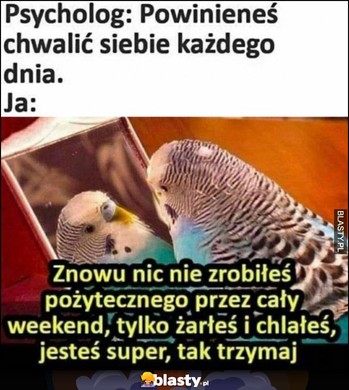 Psycholog: powinieneś chwalić siebie każdego dnia, ja papuga: znowu nic nie zrobiłeś, tylko żarłeś i chlałeś, jesteś super tak trzymaj