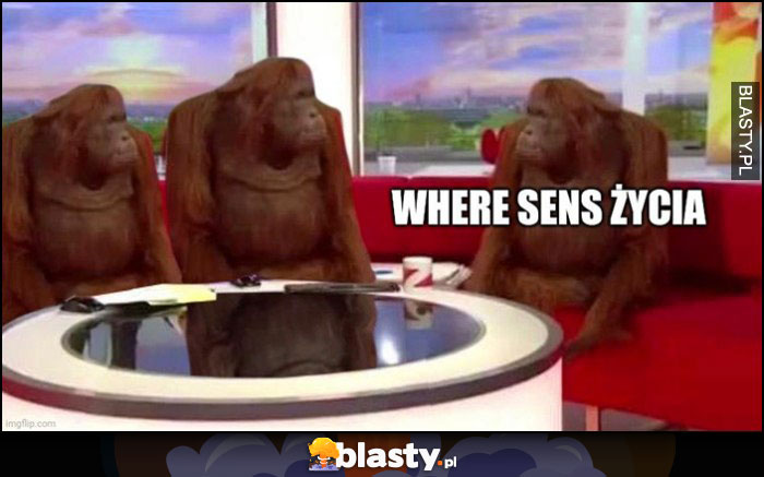 Where sens życia małpa małpy goryle