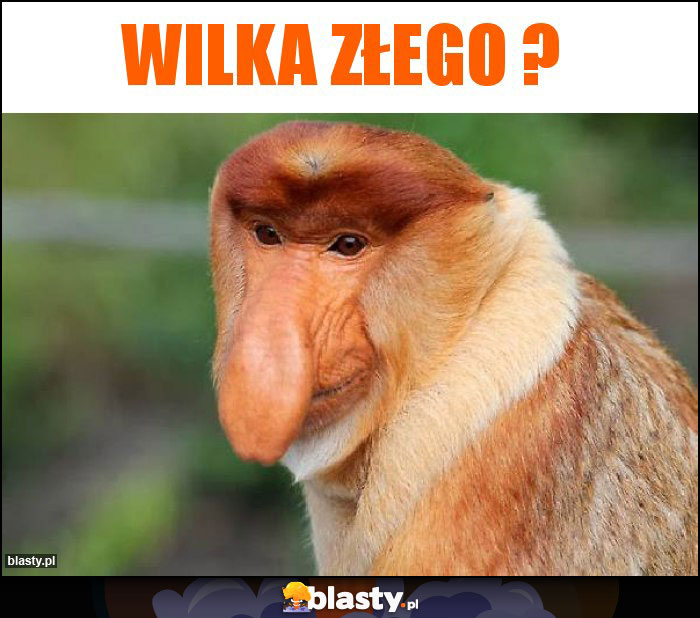 Wilka złego ? Wilka złego ?