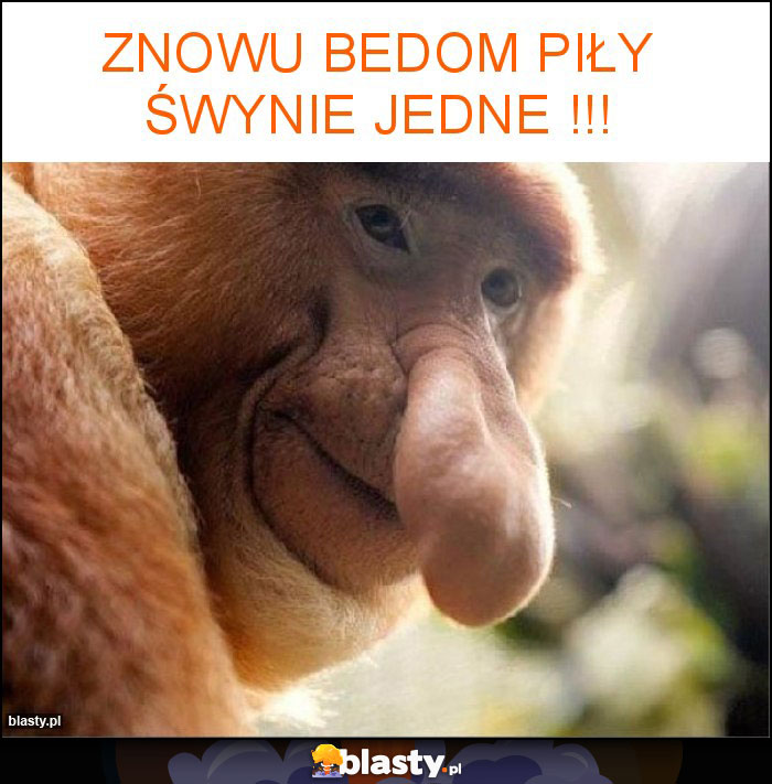 Znowu bedom piły śwynie jedne !!! Znowu bedom piły śwynie jedne !!!