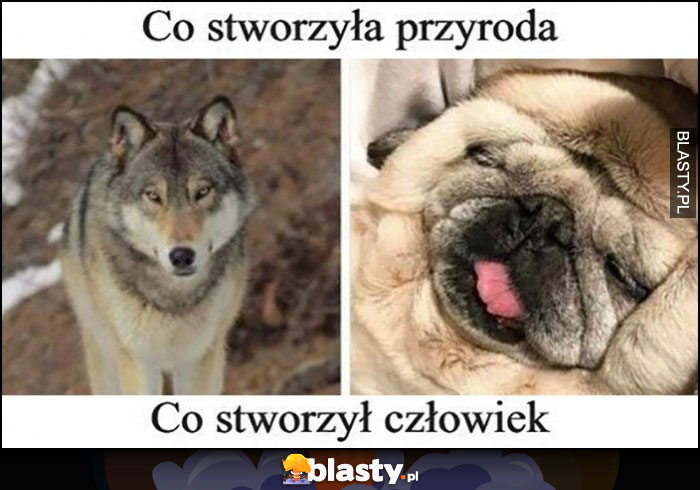 Co stworzyła przyroda wilk vs co stworzył człowiek mops