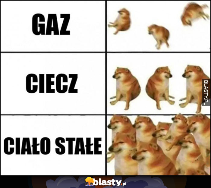 Gaz ciecz ciało stałe porównanie pies pieseł doge cheems