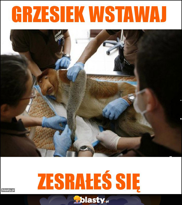 Grzesiek wstawaj Grzesiek wstawaj