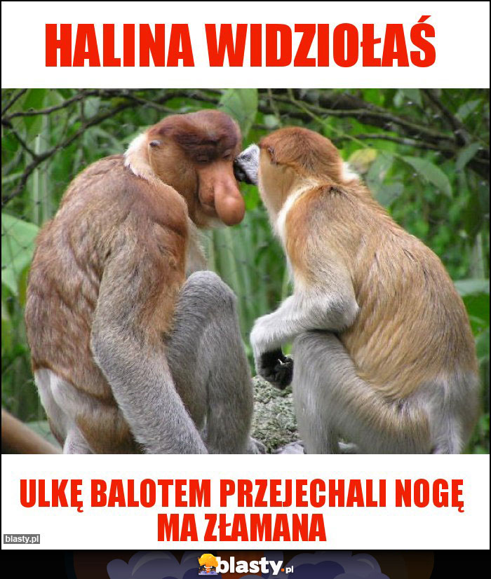Halina widziołaś Halina widziołaś