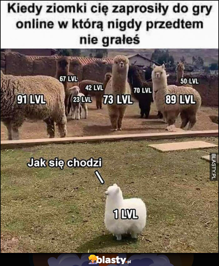 Kiedy ziomki cie zaprosiły do gry online w którą nigdy przedtem nie grałeś, jak się chodzi? lama lamy