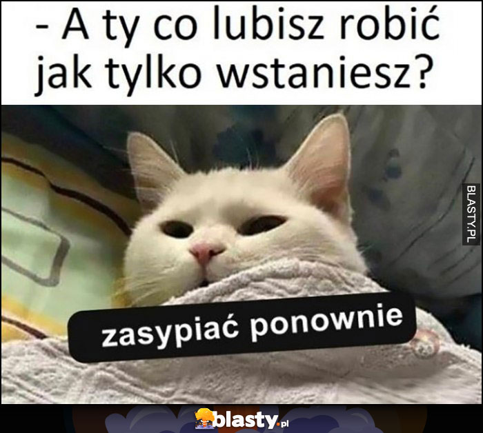 Kot a ty co lubisz robić jak tylko wstaniesz? Zasypiać ponownie