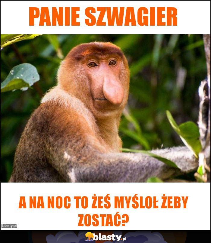 Panie szwagier Panie szwagier