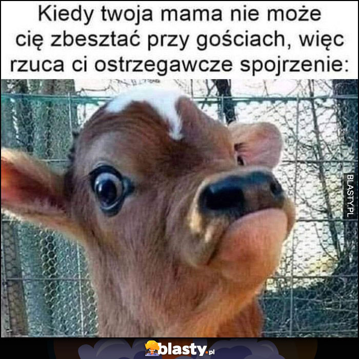 Kiedy twoja mama nie może Cię zbesztać przy gościach więc rzuca Ci ostrzegawcze spojrzenie krowa