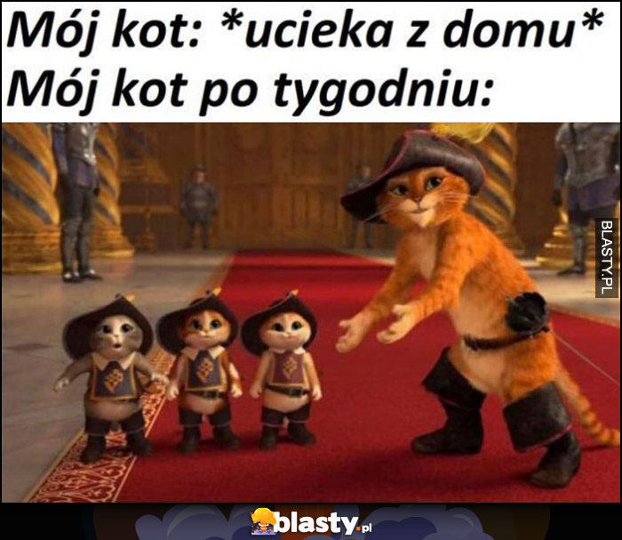 Mój kot: ucieka z domu, mój kot po tygodniu ma małe kociaki Shrek