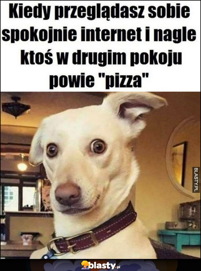 Pies kiedy przeglądasz sobie spokojnie internet i nagle ktoś w drugim pokoju powie 