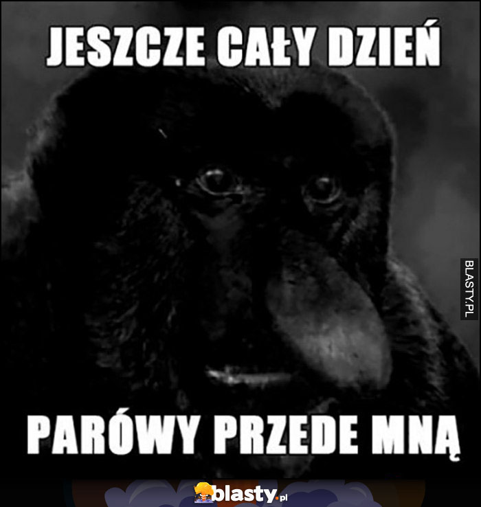 Jeszcze cały dzień parówy przede mną polak nosacz małpa