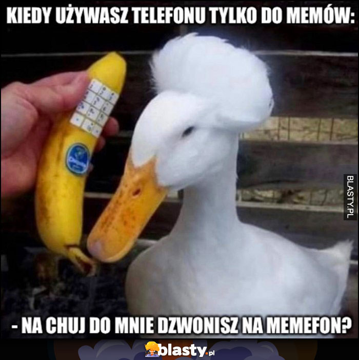 Kiedy używasz telefonu tylko do memów kaczka: na co do mnie dzwonisz na memefon