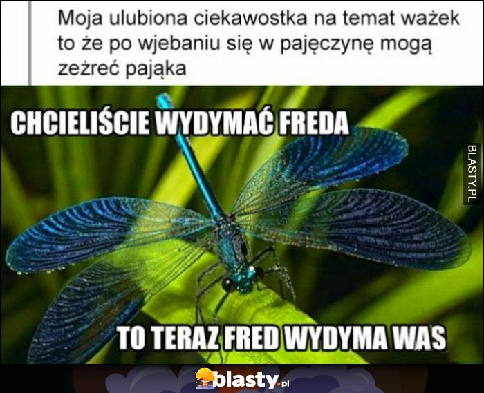 Moja ulubiona ciekawostka na temat ważek to że po wplątaniu się w pajęczynę mogą zeżreć pająka, chcieliście wydymać Freda, to teraz Fred wydyma was