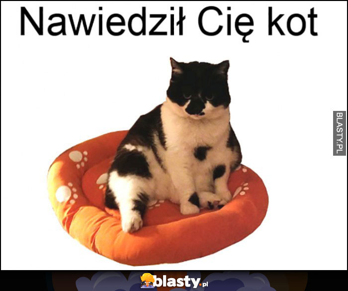 Nawiedził Cię kot mem