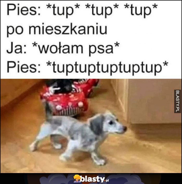 Pies: tup tup tup po mieszkaniu, ja: wołam psa, pies: tuptuptup