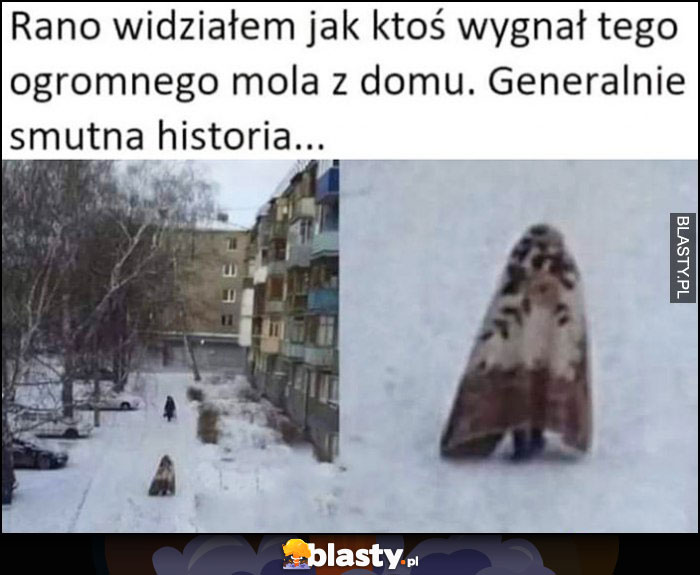 Rano widziałem jak ktoś wygnał tego ogromnego mola z domu, generalnie smutna historia