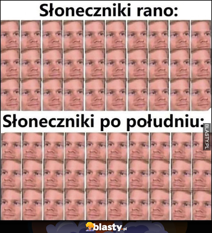 Słoneczniki rano vs słoneczniki po południu odwracają się porównanie