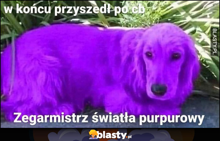 W końcu przyszedł po ciebie zegarmistrz światła purpurowy pies