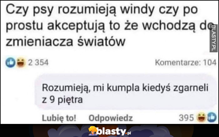 Czy psy rozumieją windy czy po prostu akceptują to, że wchodzą do zmieniacza światów? Rozumieją, mi kumpla kiedyś zgarnęli z 9 piętra