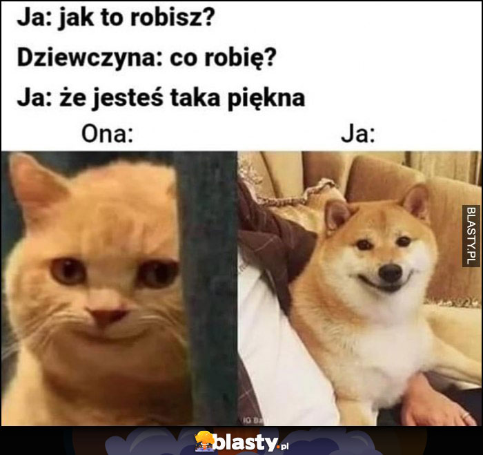 Ja: jak to robisz? Dziewczyna: co robię? Ja: że jesteś taka piękna kot kotek pies pieseł