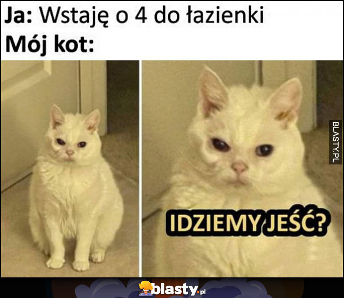 Ja: wstaję o 4 do łazienki, mój kot: idziemy jeść?