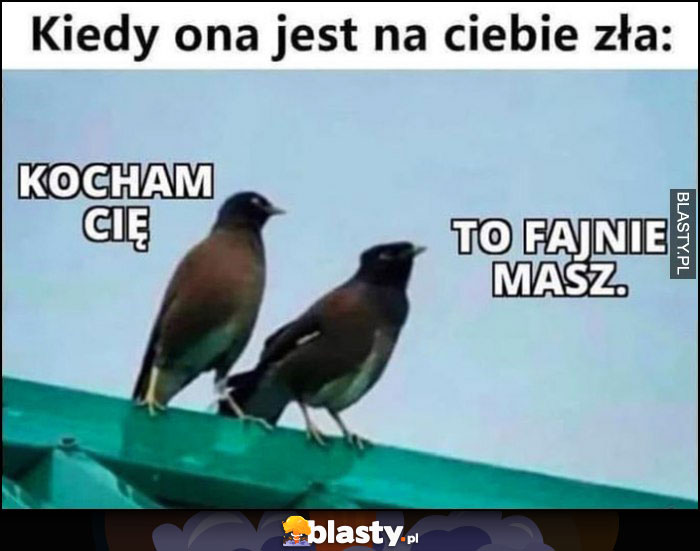 Kiedy ona jest na ciebie zła: kocham cię, to fajnie masz ptak ptaki