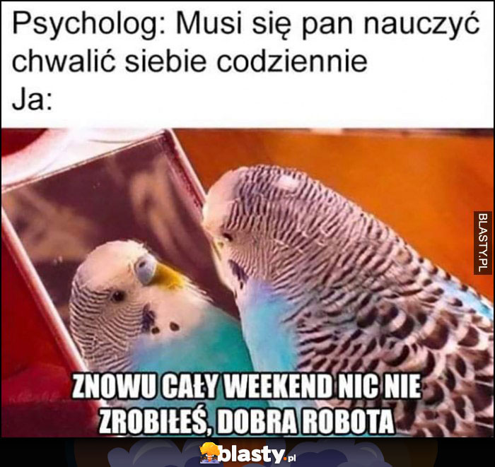 Psycholog: musi się pan nauczyć chwalić siebie codziennie vs ja papuga: znowu cały weekend nic nie zrobiłeś, dobra robota