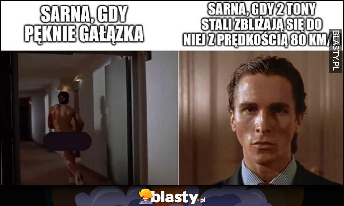 Sarna gdy pęknie gałązka ucieka vs sarna gdy 2 tony stali zbliżają się do niej z prędkością 80kmh