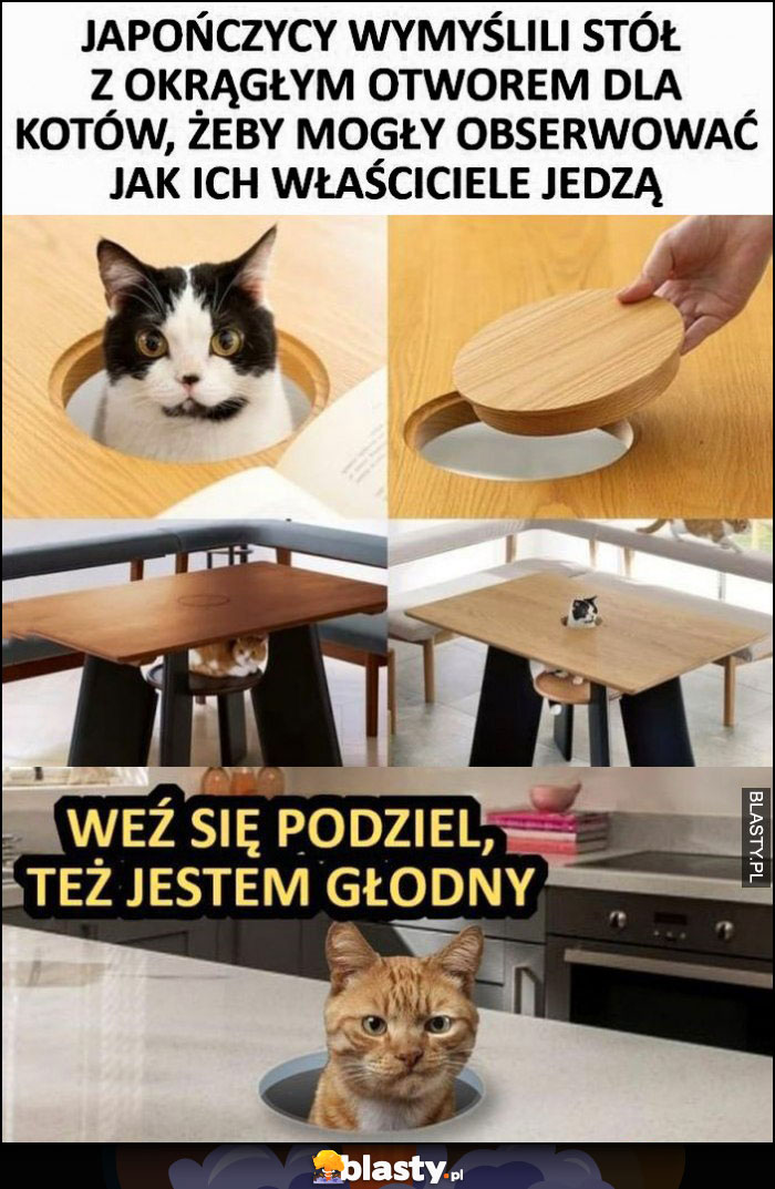 Japończycy wymyślili stół z otworem dla kotów, kot: weź się podziel, też jestem głodny