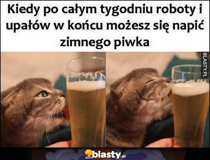 Kot kotek kiedy po całym tygodniu roboty i upałów w końcu możesz napić się zimnego piwka