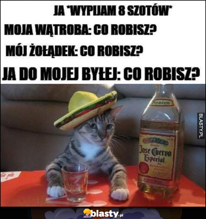 Ja: wypijam 8 szotów, moja wątroba, żołądek: co robisz. Ja do mojej byłej: co robisz? Kot tequila